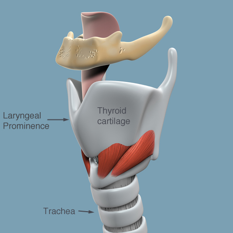 labelled-larynx-anatomy.jpg