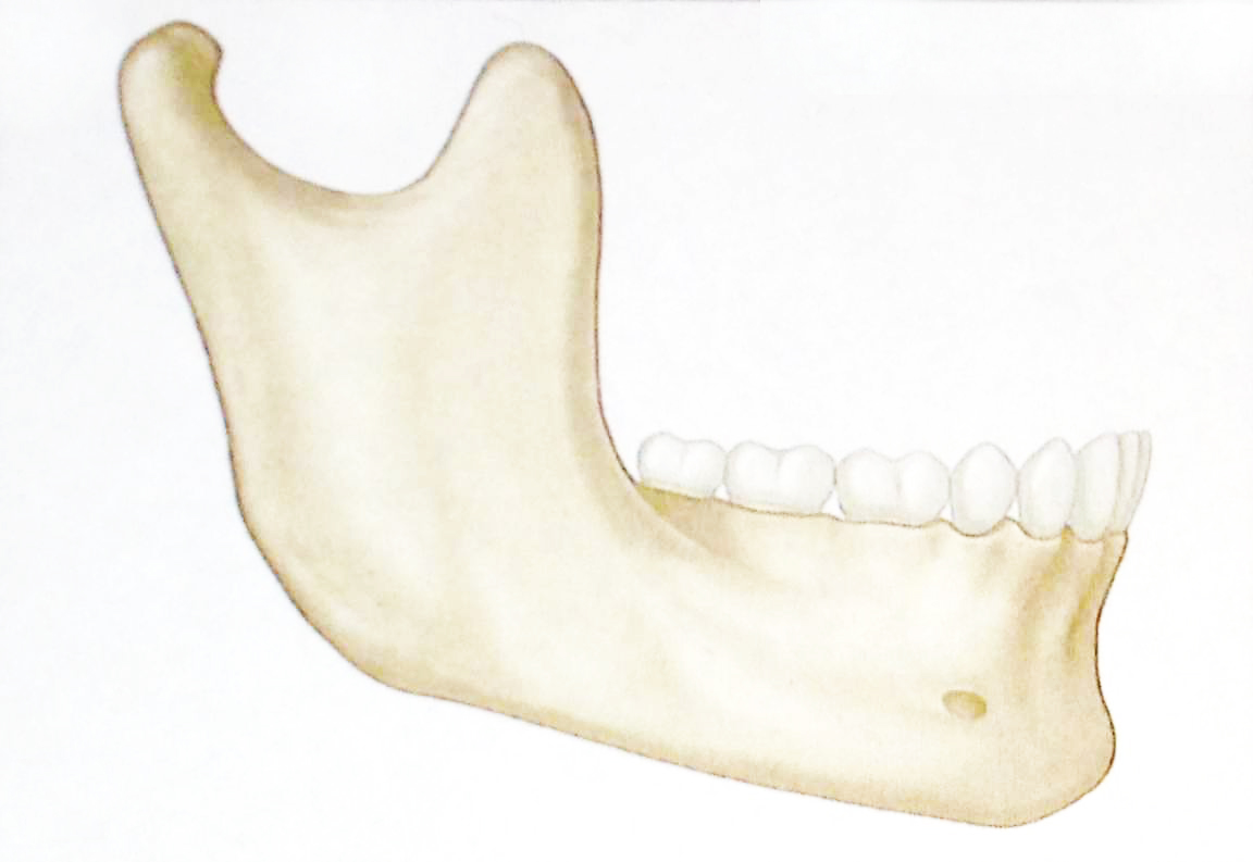 lateral-mandible-schematic.jpg