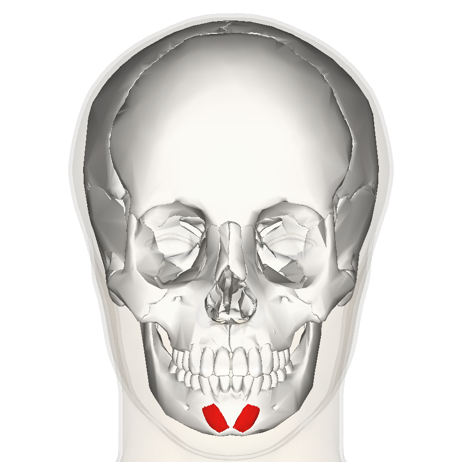 Schematic drawing showing the location of the paired mentalis muscles. Used with permission "BodyParts3D, Ã?Â© The Database Center for Life Science"